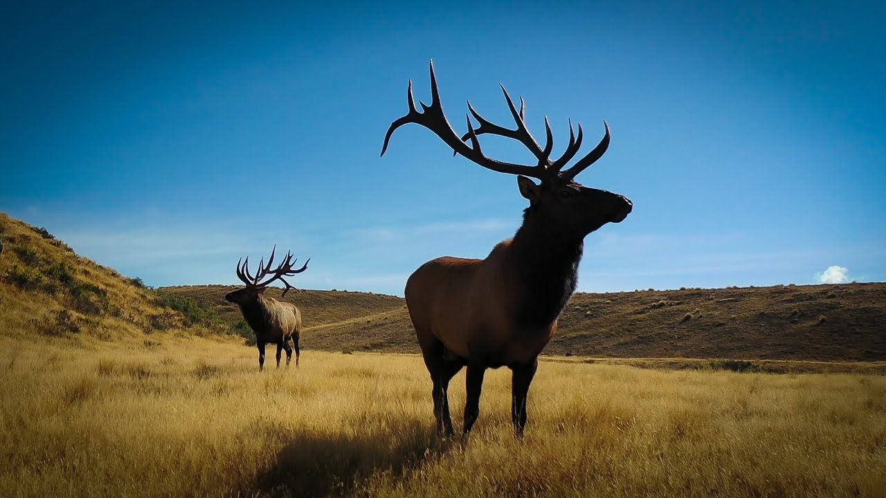 Gary Herbert's Hunting 2019 Season