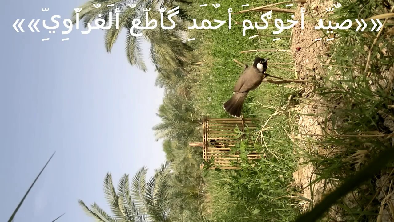 صید بلبل چبیر قويِّ بلجزوه احمد گاطع الغراويِّ