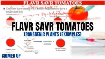 Flavr Savr tomatoes - Easy explanation | Transgenic plants |
