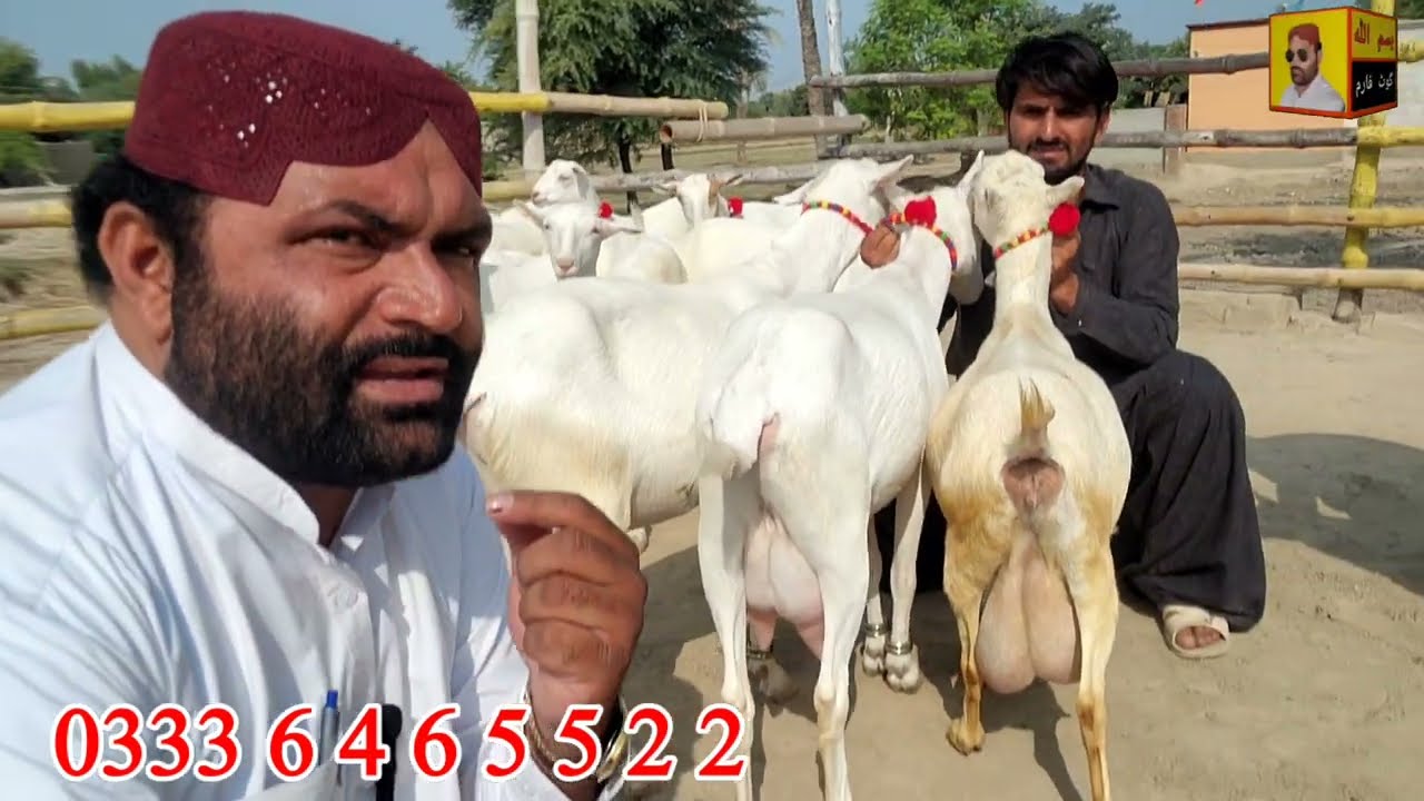 pure sainen goats at bismillah Goat Farm goat goat farming in Pakistan milking goat