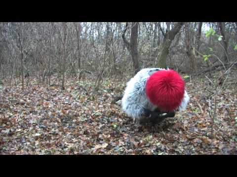 DER_SCHREIHOERNCHEN.mov