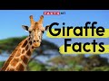 Amazing Giraffe Facts You Need To Know! Mp3 Song