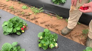 Burris Farm Market
