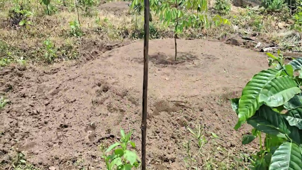 Tengok Hasil Pelebaran Busut Pohon Durian Premium #durian #durianpremium #durianindonesia 