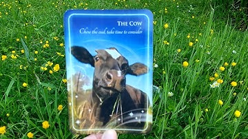 Daily Oracle Card Reading 8th June Power animal Cow mindfullness message spirit tarot