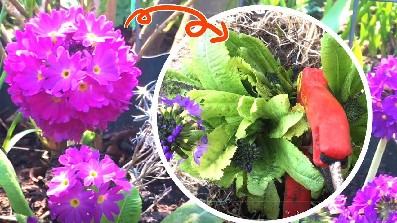 Primula's verdelen - Primula Denticulata - meer planten in je tuin!