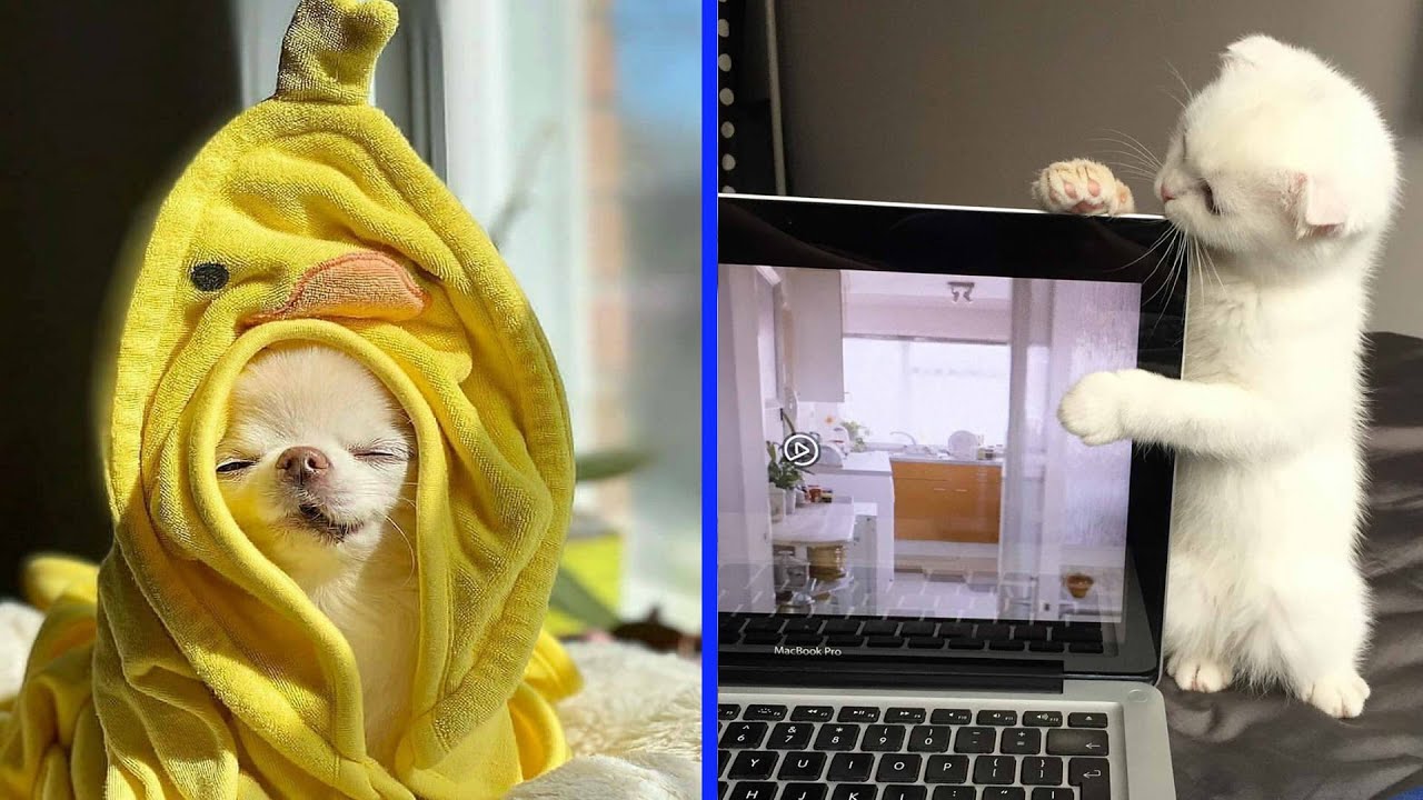 Cute Baby Animals Dogs And Cats | СМЕШНЫЕ ЖИВОТНЫЕ 2020 | Baby Animals | Веселые котята #44