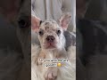We are safe #frenchbulldog #puppy #dog #funnyvideo #funnyshorts #minecraft #roblox #fyp