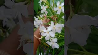 white arali flowers 💐#garden #shorts
