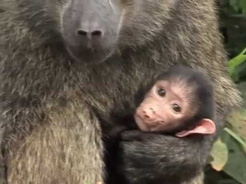 Video: Sådan Ser Man Bjerggorillaer I Naturen I Uganda