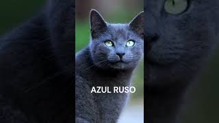 Las Razas de Gatos Mas Cariñosas Parte 2 #GatosCariñosos