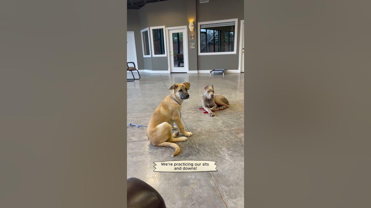 Sit & Down Dog Obedience Training Houston, TX 77066 dog dogtraining