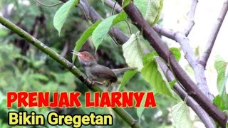 TES MENTAL PRENJAK GACOR DIKEBON