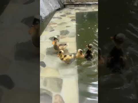 lindos patos moños #duck