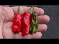 ⟹ HR 215 Hot Pepperoncini Pepper | Capsicum annuum longum | Pod Review