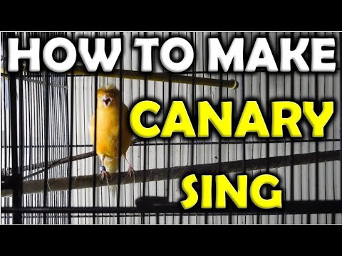 Picture of How to make a CANARY Sing fast | The BEST video for CANARY SINGING ...