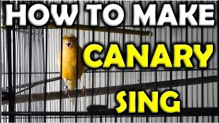 How to make a CANARY Sing fast | The BEST video for CANARY SINGING ( Urdu / Hindi) 🔥 🔥 🔥 screenshot 4