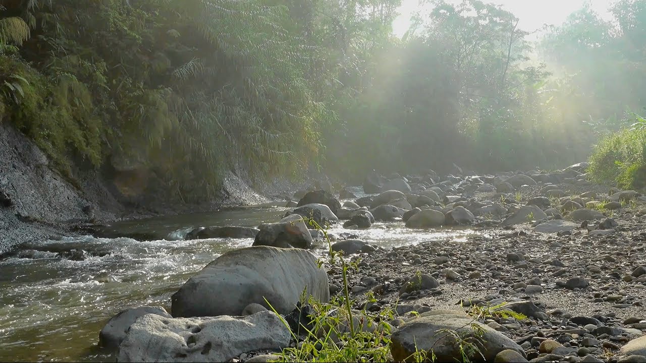 30 MINUTES Forest Nature Sounds and Birds Singing for Deep Sleep | Relaxation, Meditation, Studying
