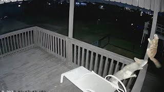 Surveillance video catches cat escaping coyote attack