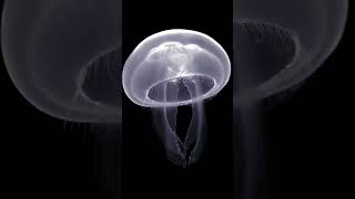 Aurelia aurita || Moon Jellyfish Facts!