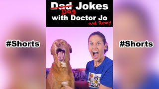 Dog Jokes with Doctor Jo & Remy - Gingerbread Man #shorts
