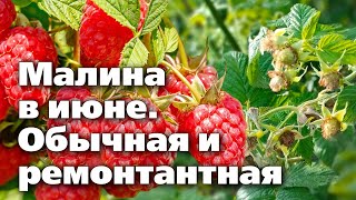 План работ с малиной.  Подкормки, формировка, обработки