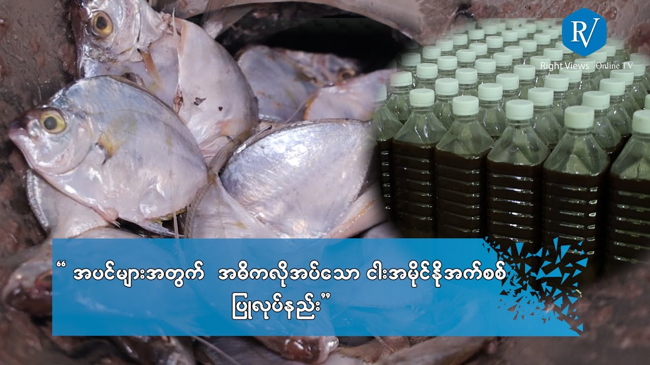 ငါးအမိုင်နိုအက်စစ် ပြုလုပ်ပုံအဆင့်ဆင့်