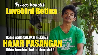 Special Lovebird Betina - PROSES BETINA KONSLET SISTIM HAJAR PASANGAN - KITA BELAJAR DARI PENGALAMAN