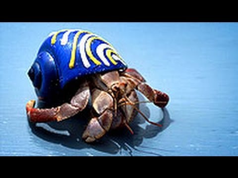 Hermit Crabs Gang Up to Evict Neighbors, Find Bigger Homes