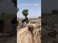Farmer old technology trick #technology #old #amazing #asmr