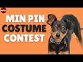 Min pin nation halloween costume contest
