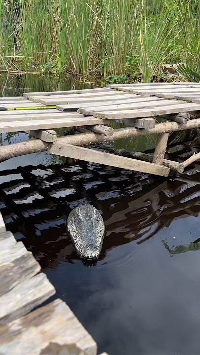 Ngerjain bocil lagi mancing pakai buaya remote control #shorts