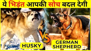 German Shepherd VS Husky Who Will Win in Hindi | Siberian Husky VS German Shepherd Pros & Cons