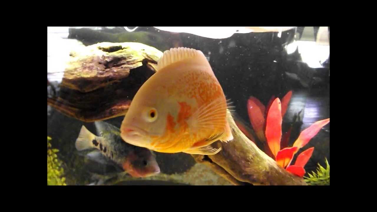 peacock bass cichlid tank size Meet My Albino tiger Oscar and tank mates
