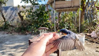 Mừng Quá Bé Chim Hồng Hạnh Non Trở Về Nhà | Dân Tộc Tây Bắc Tv