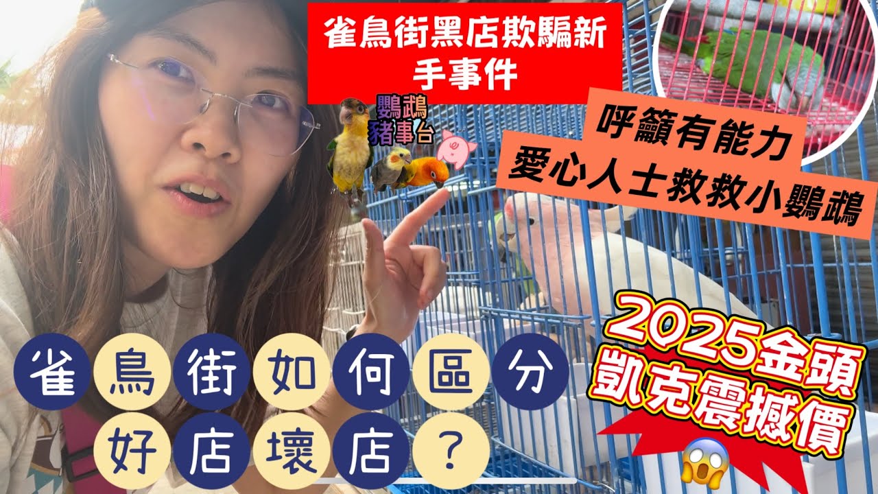 《鸚鵡豬事台》雀鳥街欺騙新手事件｜哪間店舖買鸚鵡好？｜2025年金頭凱克鸚鵡震撼價｜已有愛心人仕救了可憐和尚小鸚鵡🦜大愛❤️｜太子雀鳥街竟然是外國團景點