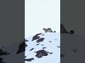 Kashmir#firstsnow #firstsnowfall #viralvideo