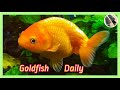 【金魚日常】Gold fish Daily | We叻＆Pet