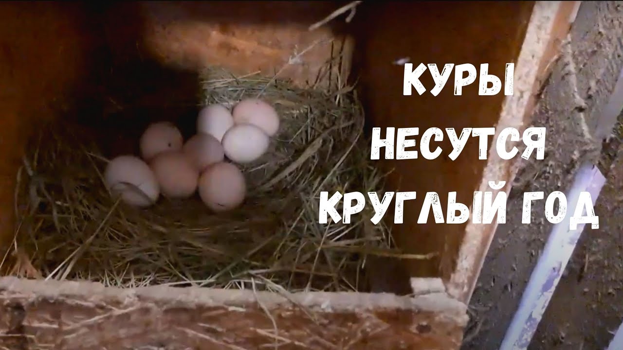 Куры несутся круглый год! | Содержание кур несушек зимой - YouTube