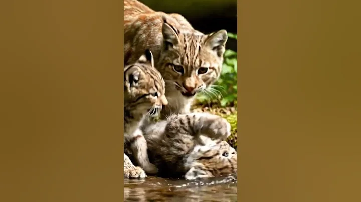 Video 10747941: cat forest wildlife, forest cat animals, cat water