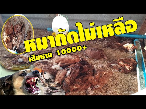หมากัดไก่ #ทำอย่างไรได้บ้าง ประสบการณ์สูญเสียครั้งใหญ่