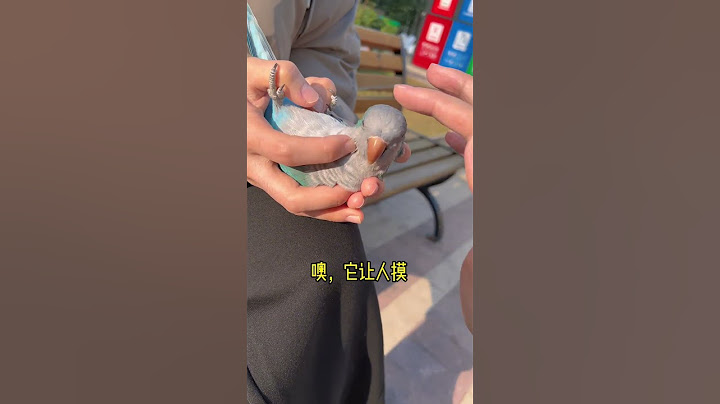 哇哦，胖胖竟然让人摸了#鹦鹉 #萌宠 #带标识合法鹦鹉 #parrot #cute #搞笑 #pets #funny #animals #birds #小鸟互动#shorts