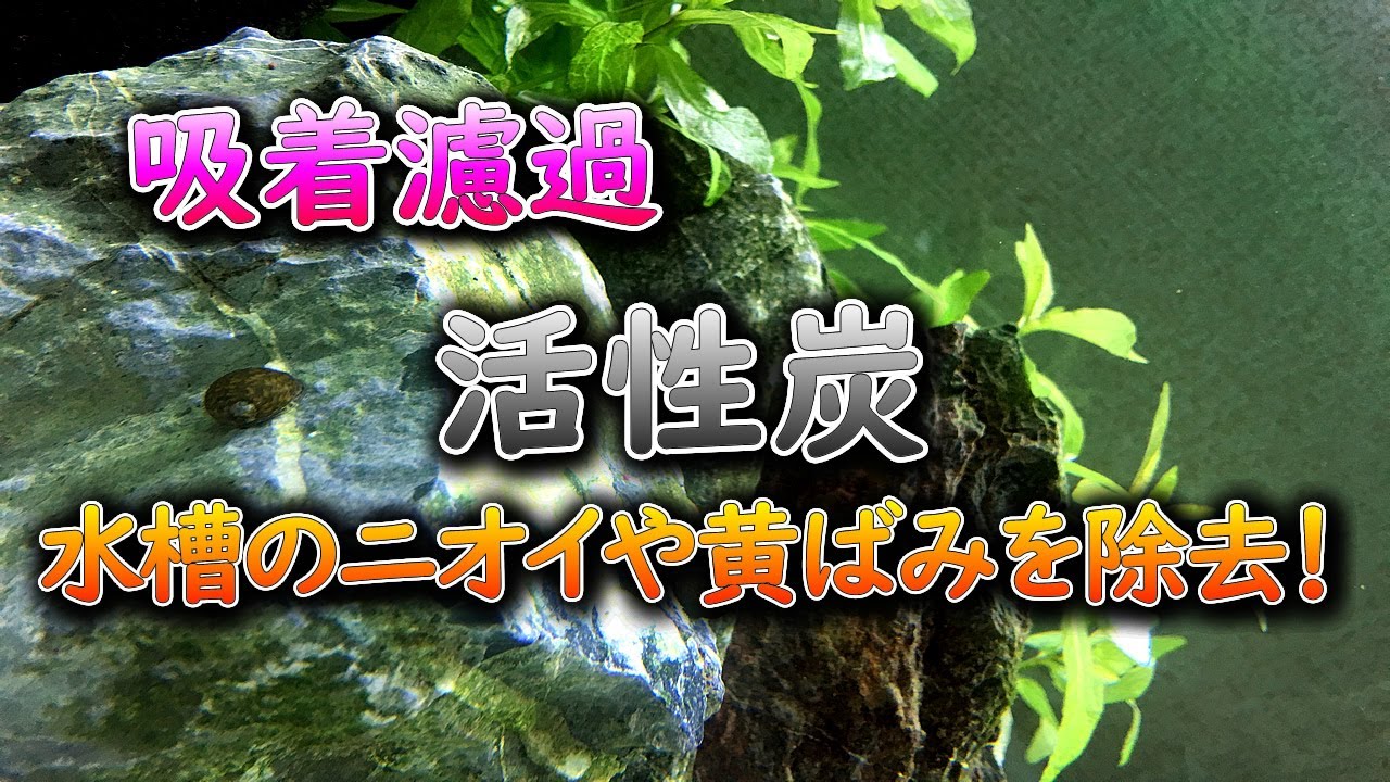 アクアリウム 熱帯魚水槽のニオイや黄ばみ 流木のアク には活性炭で吸着除去できる 注意点も説明 Youtube
