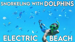 Wild Spinner Dolphins at Electric Beach | Oahu Snorkeling Spots | Best places to snorkel HAWAII
