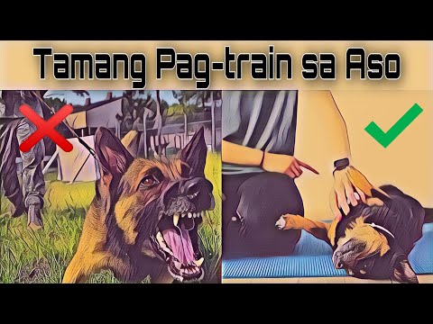 Video: Mga Regulasyon Para Sa Pagdadala Ng Mga Aso Sa Mga Tren At Eroplano