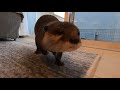 カワウソさくら 何がなんでも飼い主にくっついてくる Otter sticking to owner