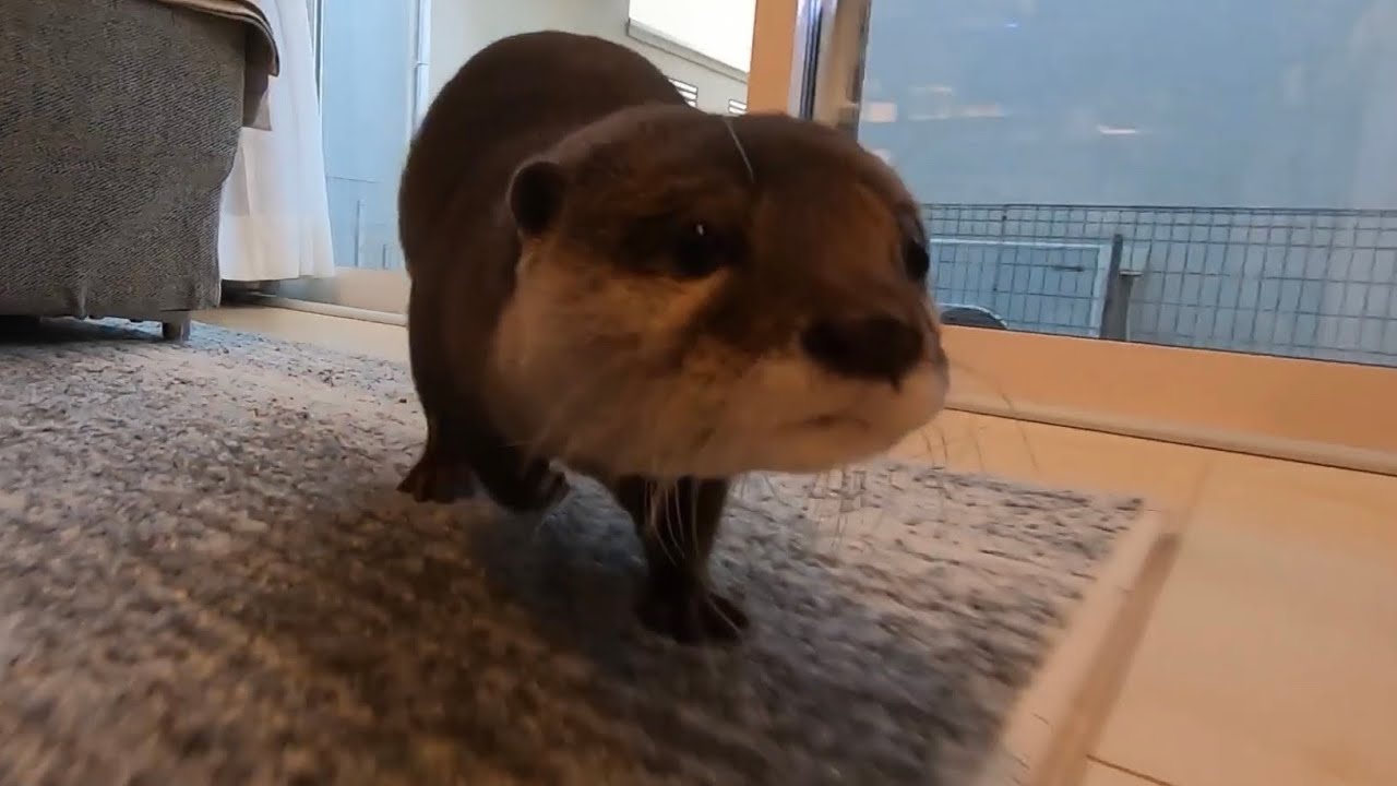 Otter sakura sticking to owner - YouTube