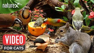 Bird and Squirrel for cats 🦜 Birds Sing 🐿️ Squirrels Play: Relaxing Garden Sounds for Ultimate Calm