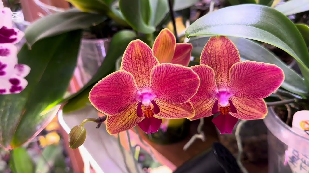 НОВОСТИ ИЗ «ОРХИДЕЙНОЙ».. Цветение продолжается ☝️🌺🌺🌺