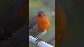 Chant Du Rouge-Gorge